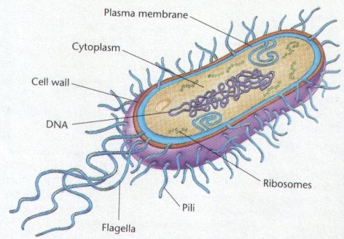 Archaebacteria Structure