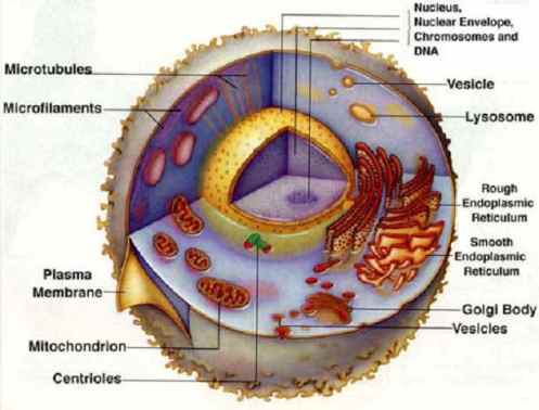 Eukaryote Structure