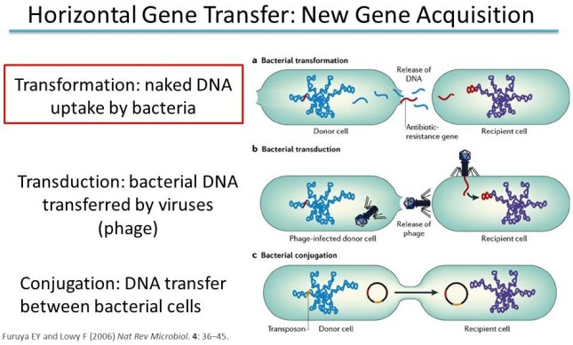 Horizontal+Gene+Transfer_+New+Gene+Acquisition