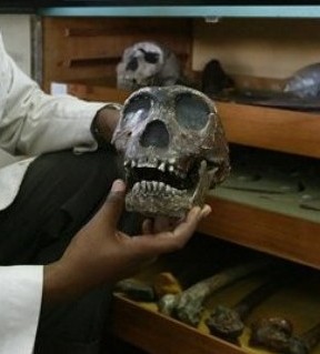 turkana boy skull