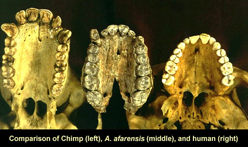 chimp-afarensis-human-teeth