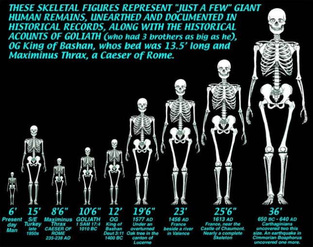 giant-skeletons-chart