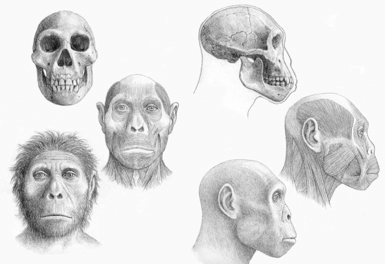 Sequential-reconstruction-of-the-head-of-Homo-ergaster-from-Dmanisi-Georgia-Left