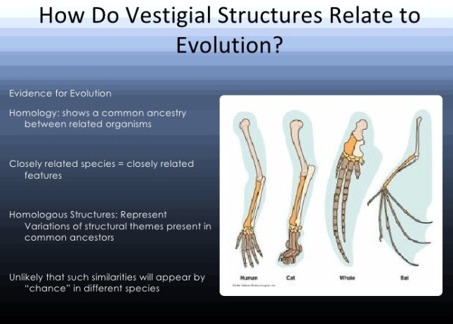vestigial-structures-3-728.jpg