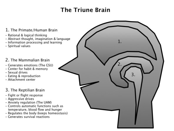 Ch02_The Triune Brain_v3_png.png.opt980x735o0,0s980x735