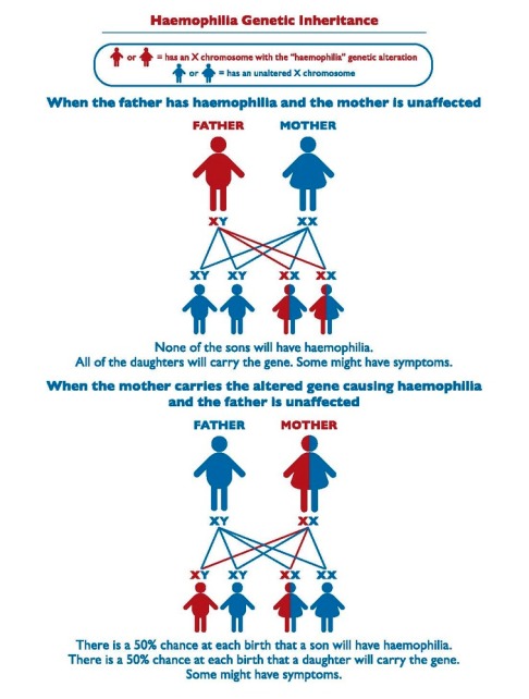 Haemophilia-Genetic-Inheritance-Diagram-2013-1